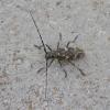 Monochamus sartor
